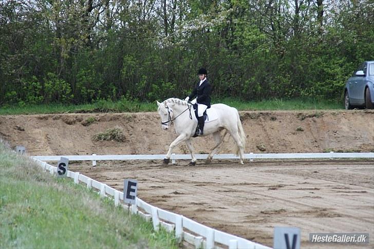 Palomino Montano - har redet - 10. stævne i BOOR, LC3 - 3.plads med 67,08% dejlige hest! billede 10