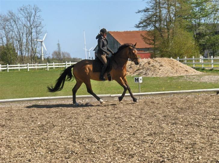 Anden særlig race Lady Liva - R.I.P - April 09 billede 6