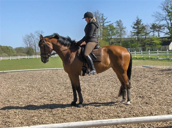 Anden særlig race Lady Liva - R.I.P - Liva april 09 billede 7