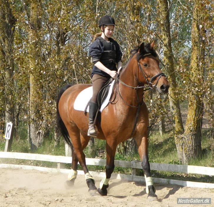 Anden særlig race Thor - søde futte i trav :D Foto: simone :) billede 20