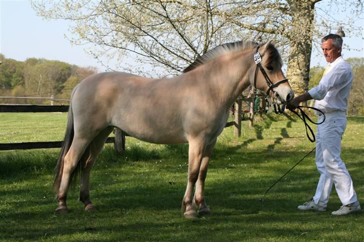 Fjordhest Aurora Frølunde - Aurora Frølunde - fløj i 2-års hoppeholdet med tallene 9978-9  billede 1