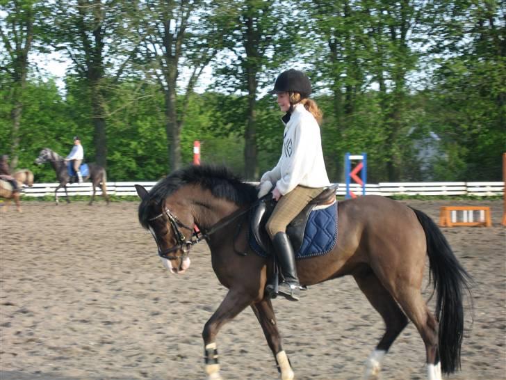 New Forest Orchid's Jester I billede 9