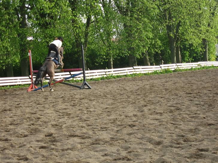 New Forest Orchid's Jester I billede 10