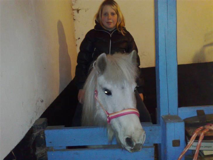 Anden særlig race Safir (SOLGT) billede 14