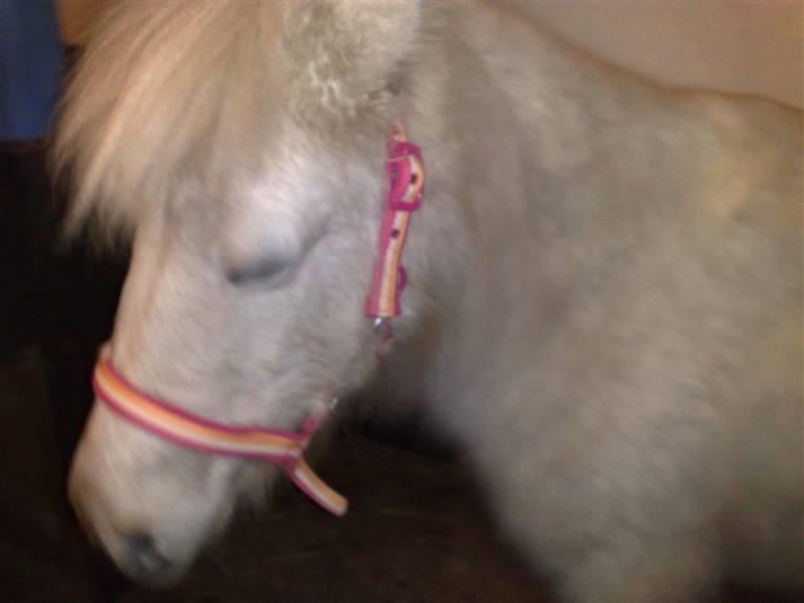 Anden særlig race Safir (SOLGT) billede 15