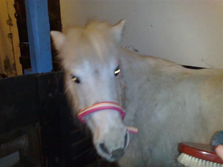 Anden særlig race Safir (SOLGT) billede 16