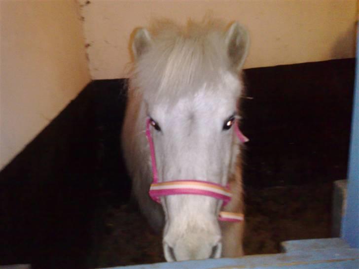 Anden særlig race Safir (SOLGT) billede 17