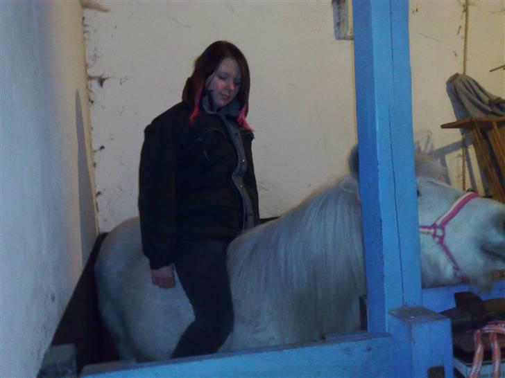 Anden særlig race Safir (SOLGT) billede 18