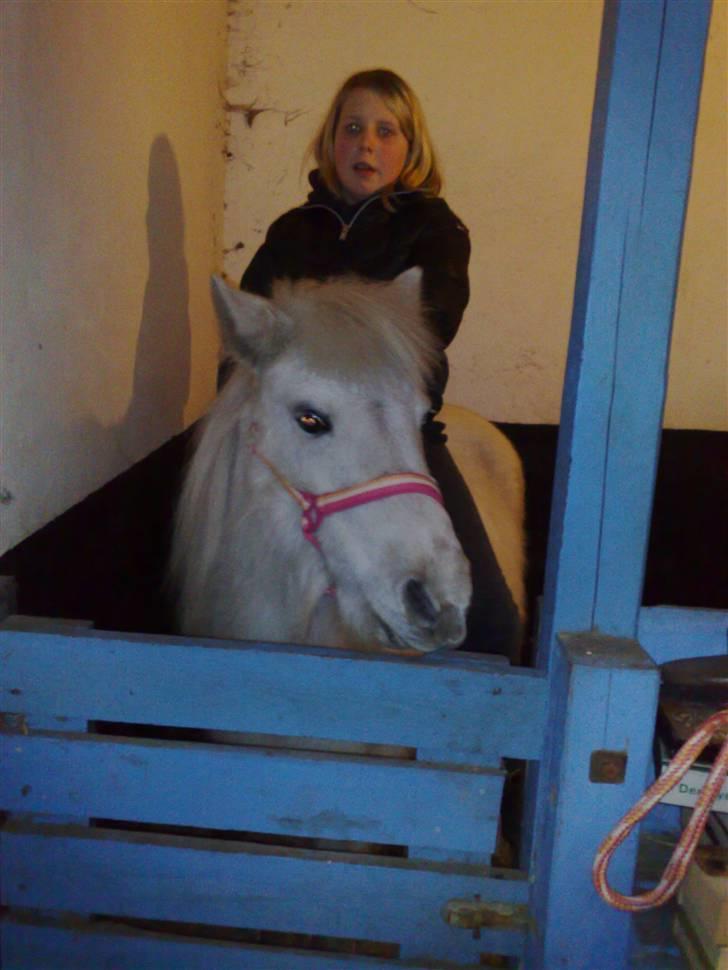 Anden særlig race Safir (SOLGT) billede 19