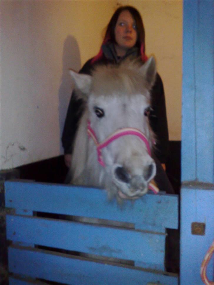 Anden særlig race Safir (SOLGT) billede 20