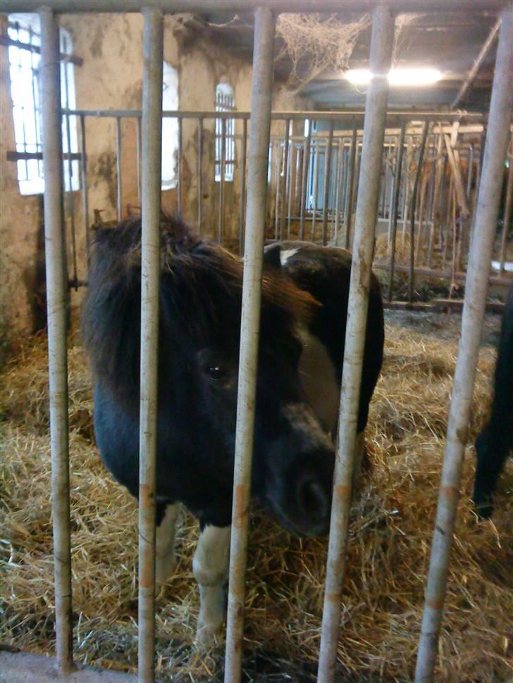 Shetlænder Sofus - det sidste billed jeg fik af ham inden han tog afsted:( billede 4