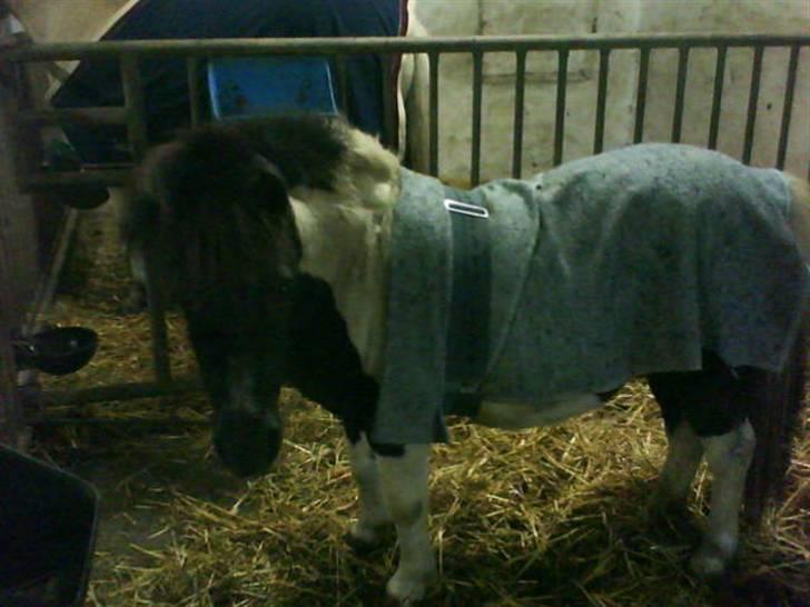 Shetlænder Sofus - Sofus skat ude ved Mone min pige<3 billede 7