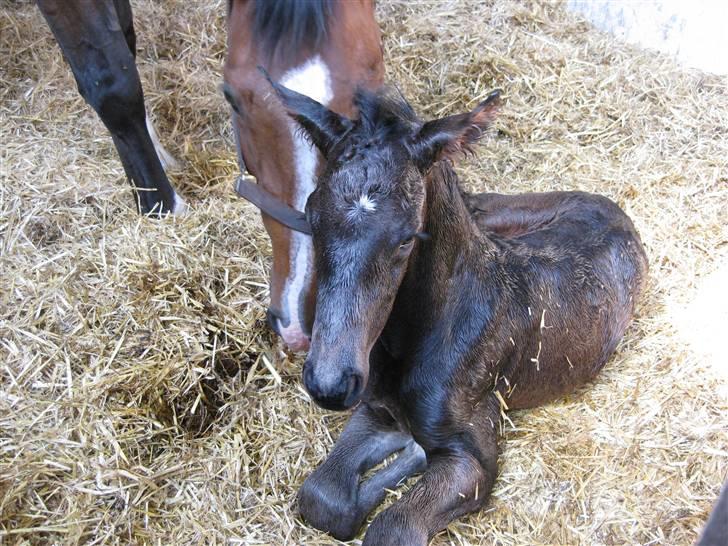 Dansk Varmblod Painted Perfection K. *S* billede 1