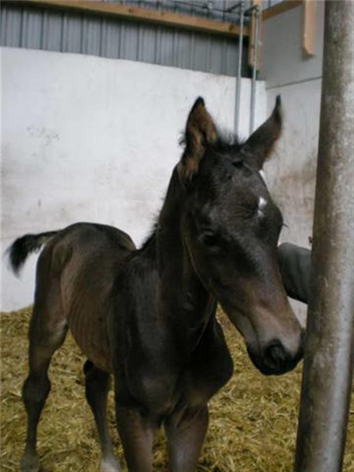 Dansk Varmblod Painted Perfection K. *S* billede 2