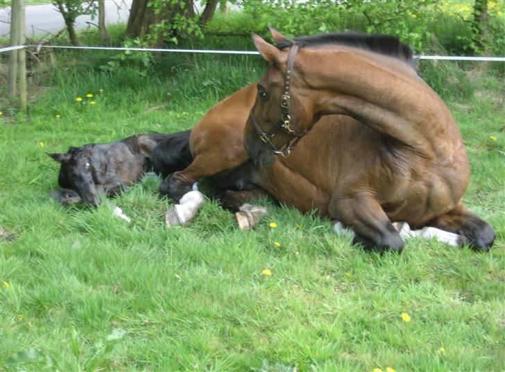 Dansk Varmblod Painted Perfection K. *S* billede 3