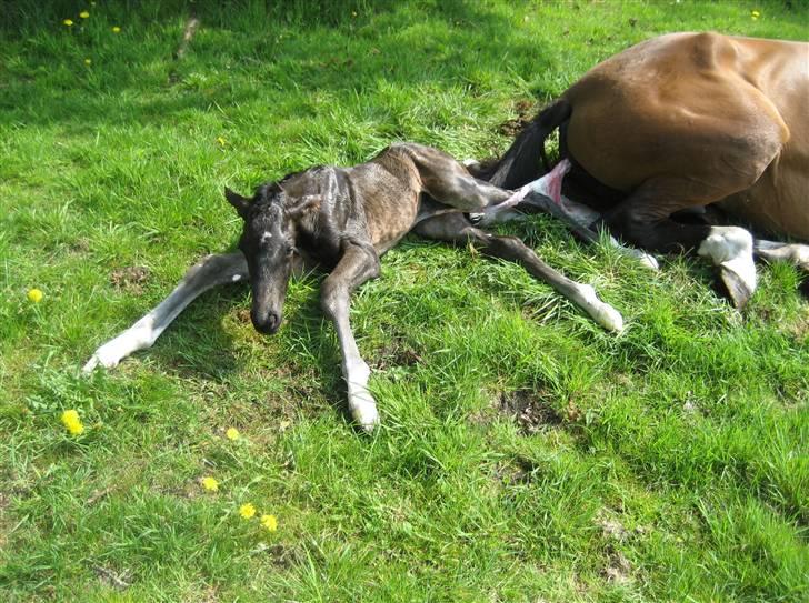 Dansk Varmblod Painted Perfection K. *S* billede 4