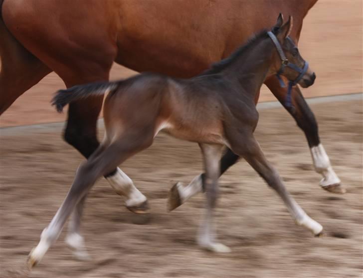 Dansk Varmblod Painted Perfection K. *S* billede 5