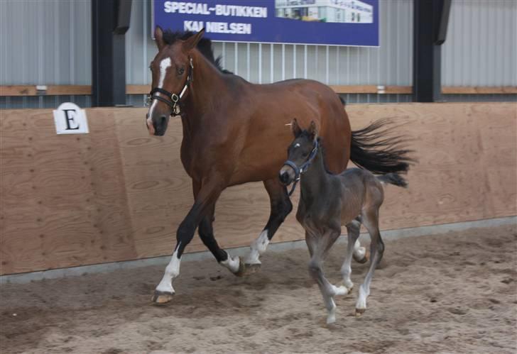 Dansk Varmblod Painted Perfection K. *S* billede 6