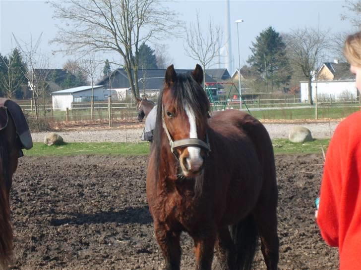 Welsh Pony (sec B) Velvet *SAVNET* - #10# Foto: Mig billede 9