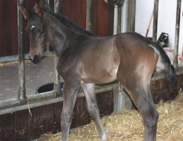 Dansk Varmblod Painted Perfection K. *S* billede 7