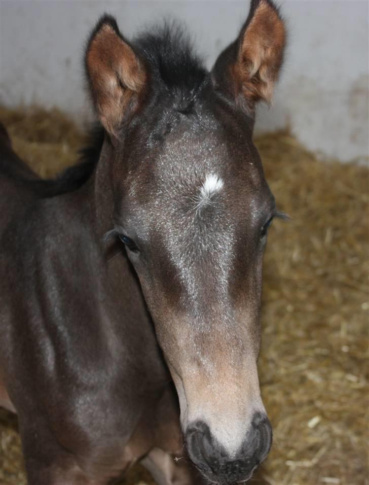 Dansk Varmblod Painted Perfection K. *S* billede 8