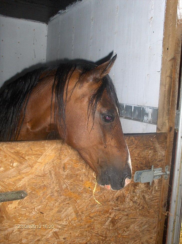 Welsh Pony (sec B) Velvet *SAVNET* - #12# Foto: Mig billede 11