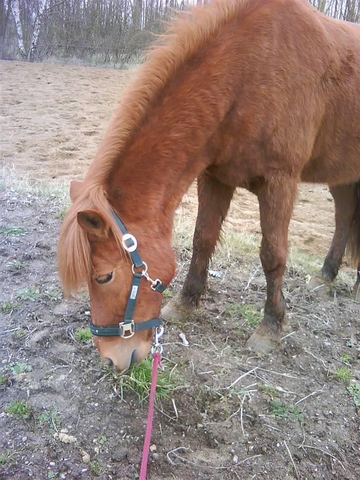 Islænder toke billede 8