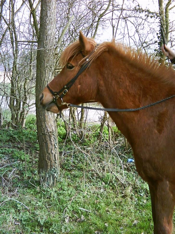Islænder toke billede 9
