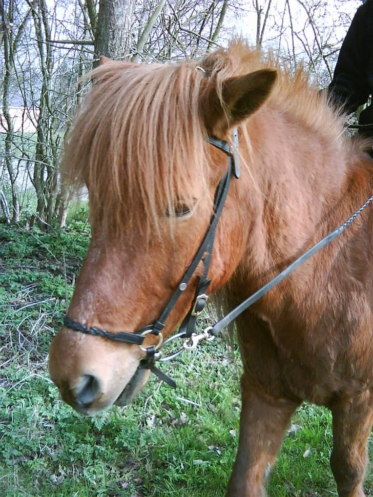 Islænder toke billede 10
