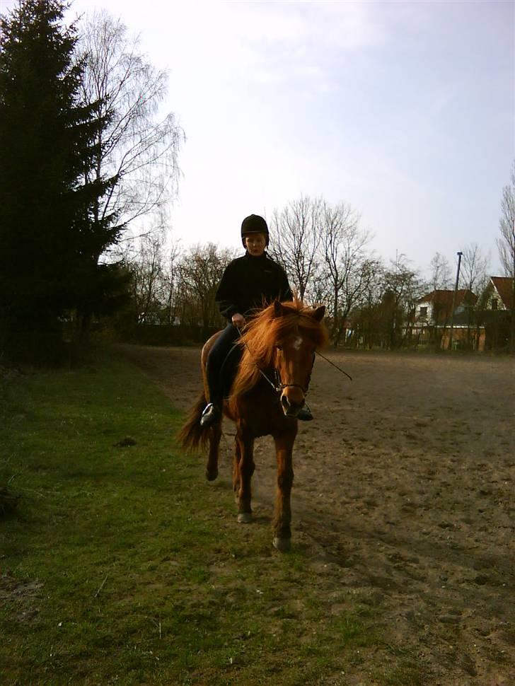 Islænder toke billede 11