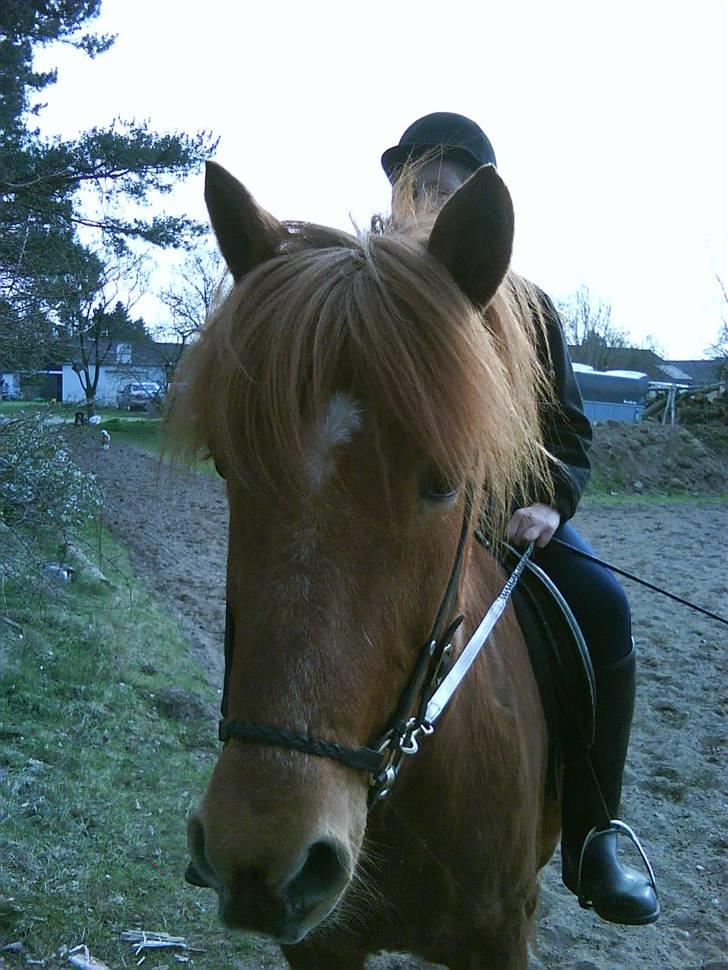 Islænder toke billede 12