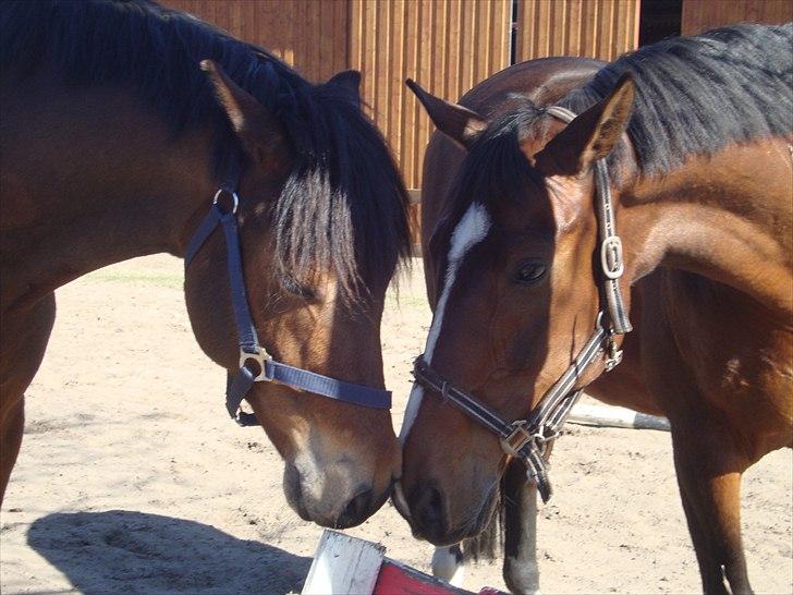 New Forest Amagergaardens Zorro - Zorros gode ven Ramiro. billede 15