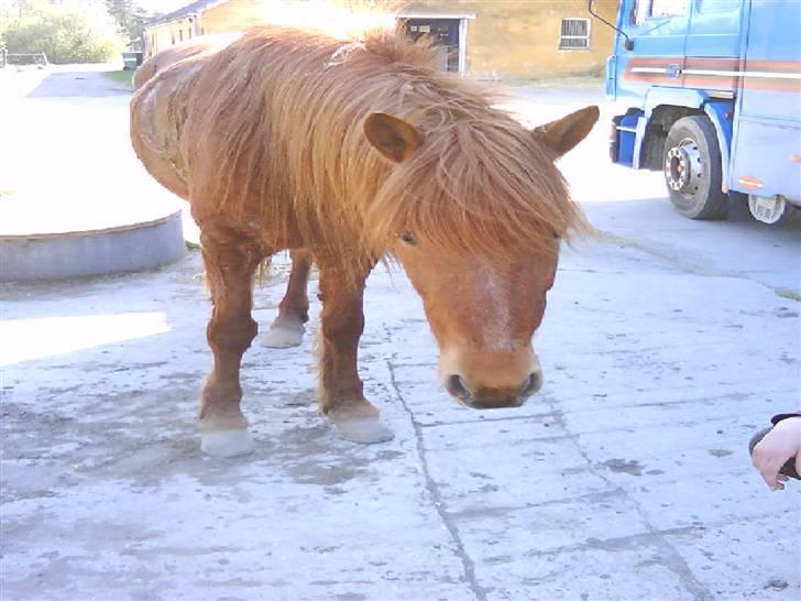 Islænder toke billede 13