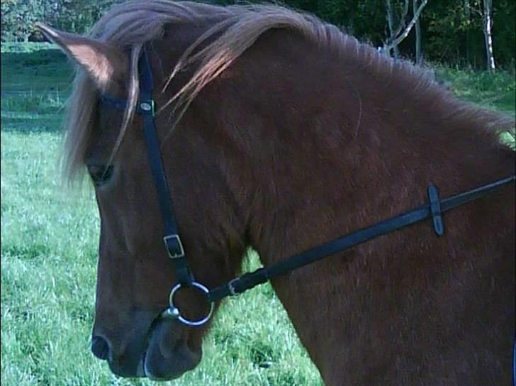 Islænder toke billede 15