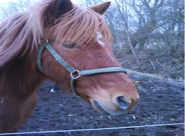 Islænder toke - Dårligt billede billede 16