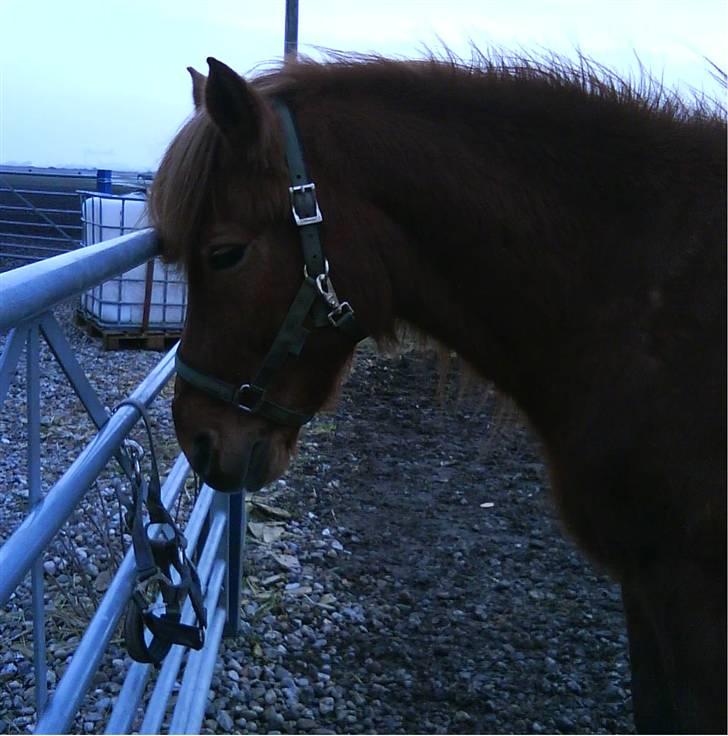 Islænder toke billede 17