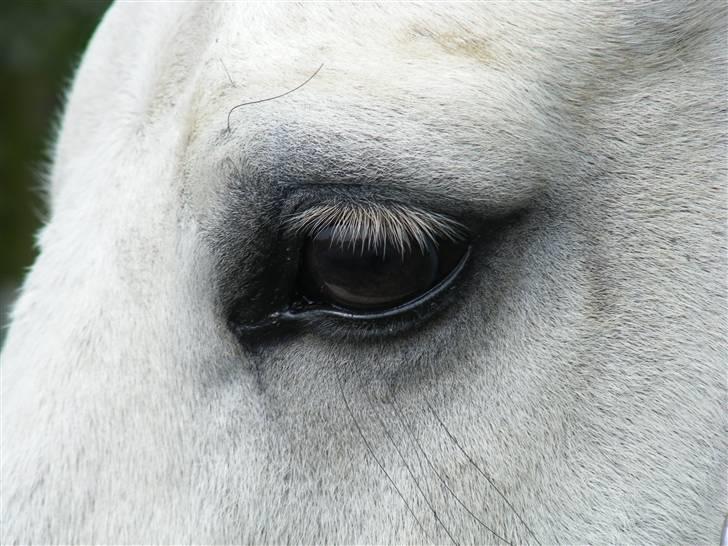 Connemara Miki billede 15