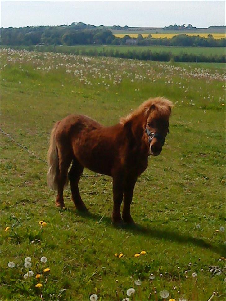 Shetlænder Asterix SOLGT - VELKOMMEN :D! billede 1