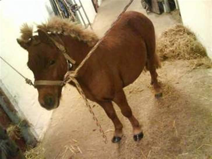 Shetlænder Asterix SOLGT - i stalden der hjemme<3 Der hvor jeg lige havde fået ham<3 billede 2