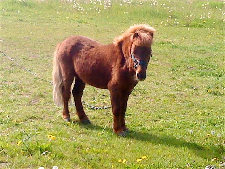 Shetlænder Asterix SOLGT - Bette Asterixe :p! billede 3