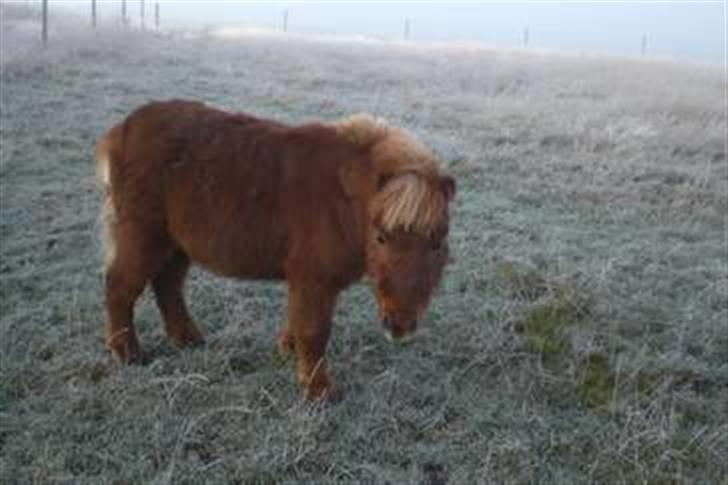 Shetlænder Asterix SOLGT - Var i december<3 billede 4