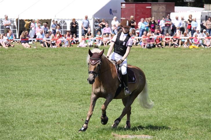 Tyroler Haflinger Anita <3 - Velkommen til Anita´s profil :D billede 1