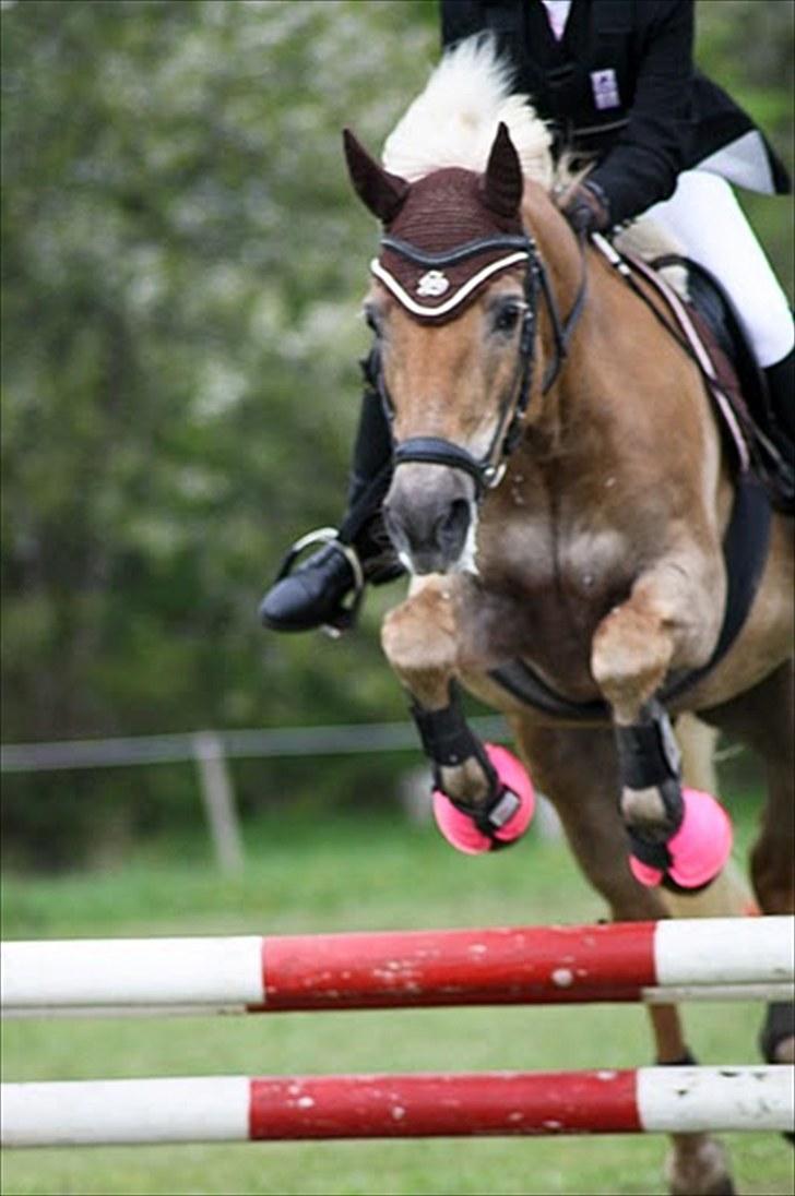 Tyroler Haflinger Anita <3 - Anita og jeg boor 13/05.10 billede 2