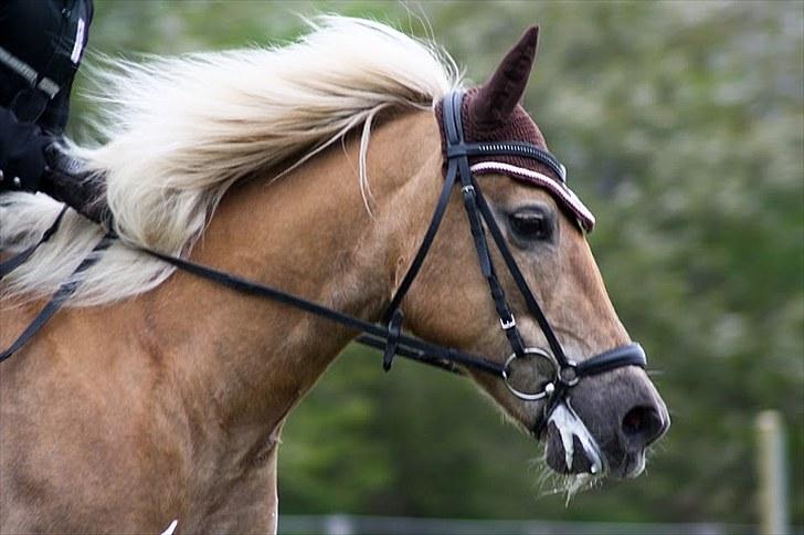 Tyroler Haflinger Anita <3 - Anita og jeg boor 13/05.10 billede 3