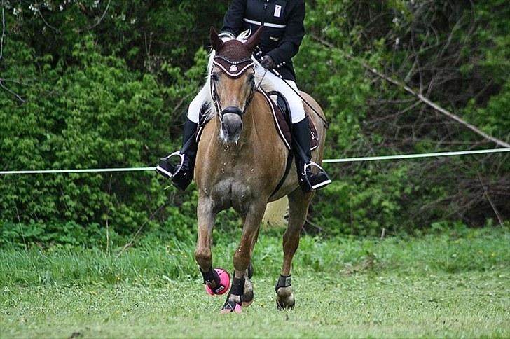 Tyroler Haflinger Anita <3 - Anita og jeg boor 13/05.10 billede 4