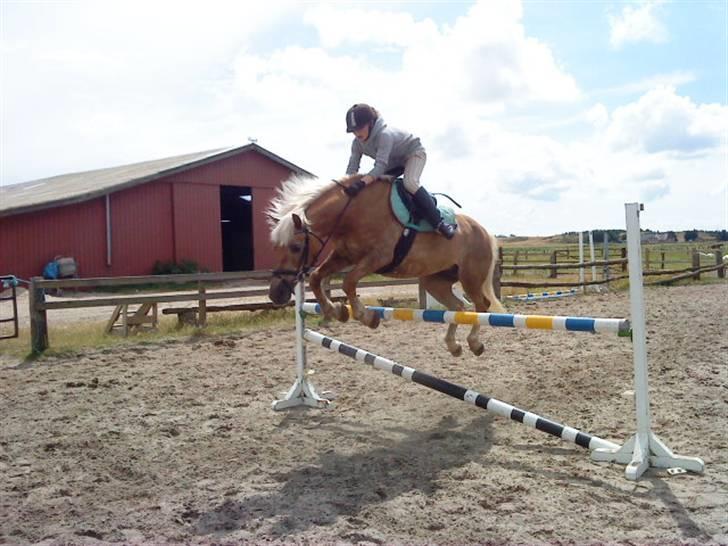Tyroler Haflinger Anita <3 - Springer 1 meter, på Rømø billede 5