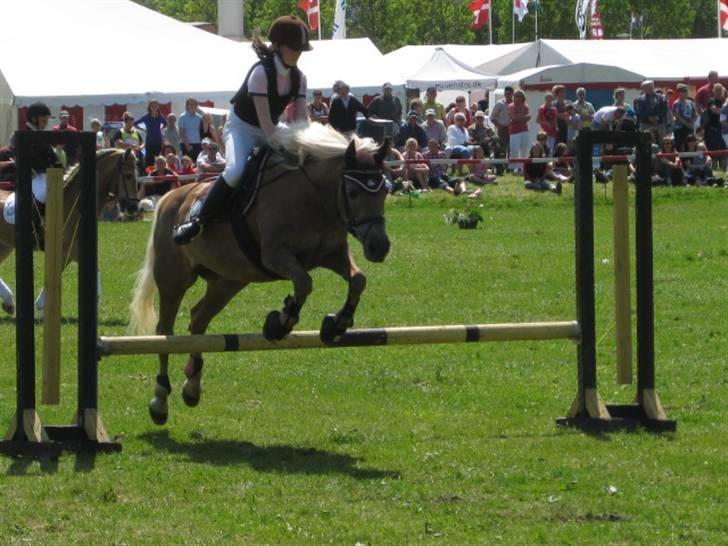 Tyroler Haflinger Anita <3 - Aabenraa dyrskue 09 billede 6