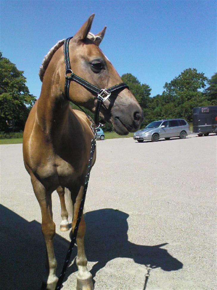 Tyroler Haflinger Anita <3 - Stævne pladsen i Haderslev billede 7
