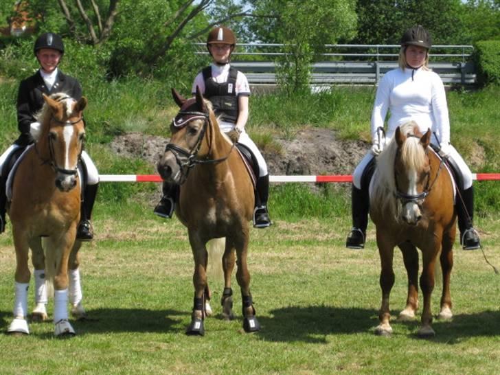 Tyroler Haflinger Anita <3 - Efter en fantastisk opvisning ved Aabenraa dyrskue 09 billede 9