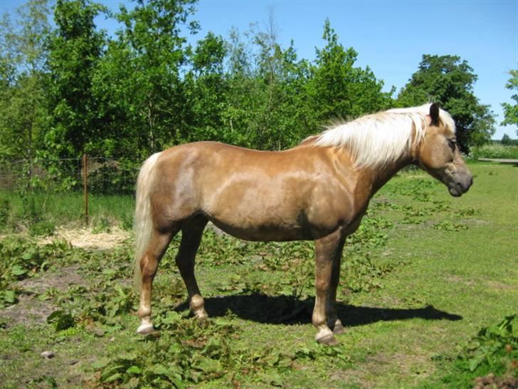 Tyroler Haflinger Anita <3 - En tyk Musen på fold 09 billede 10